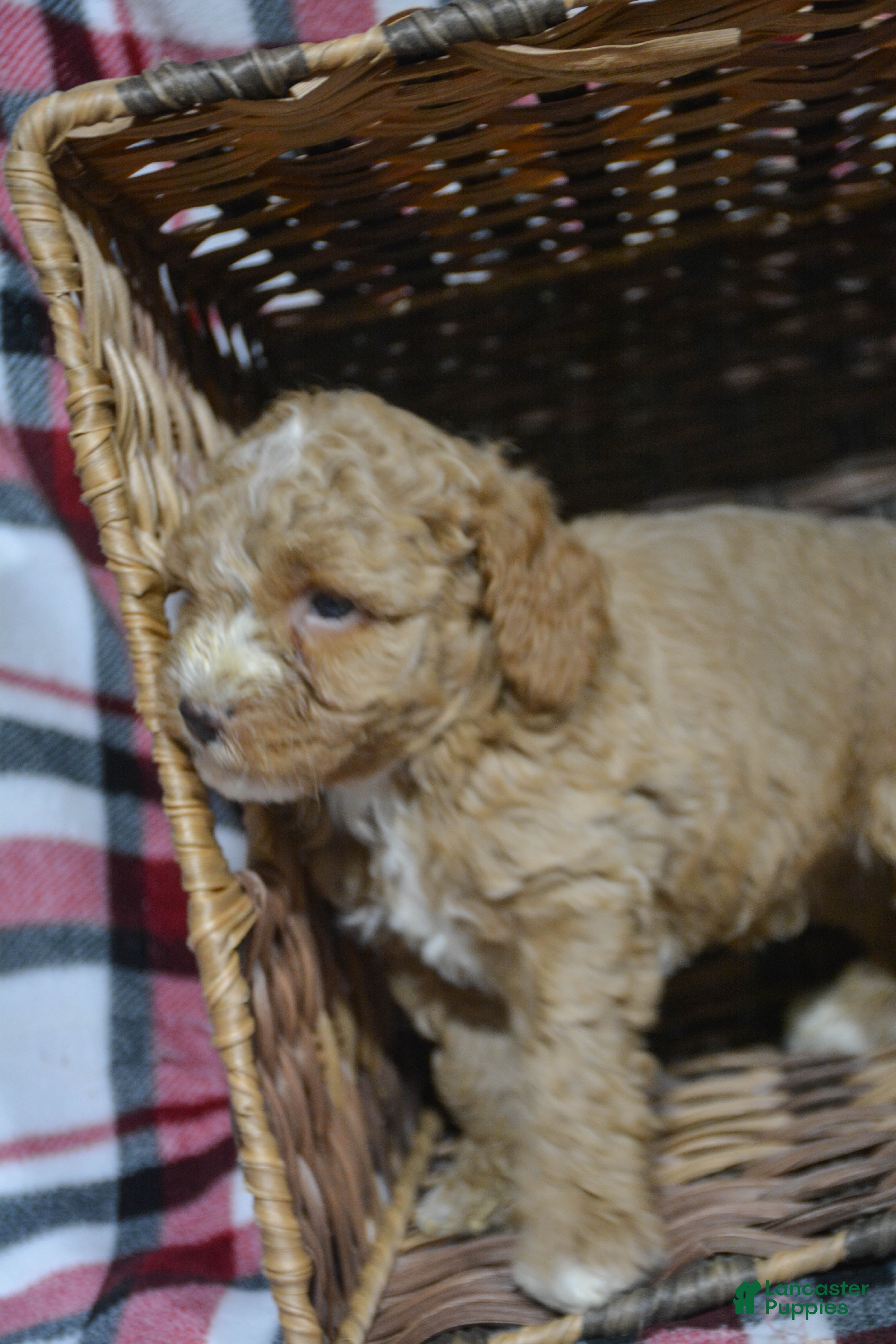 Miniature Poodle dogs Miniature Poodle Puppy 1 Perry - Ad 16