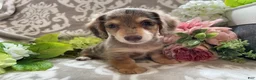Miniature Dachshund dogs for sale: Simba - Ad 13
