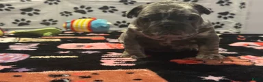 French Bulldog 2