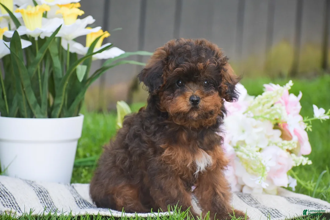 Toy Poodle dogs for sale: Clover - Ad 1