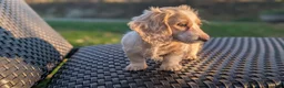 Miniature Dachshund dogs for sale: Pumpkin spice latte - Ad 4