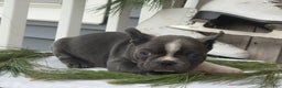 Frenchton dogs for sale: Whitney - Ad 5
