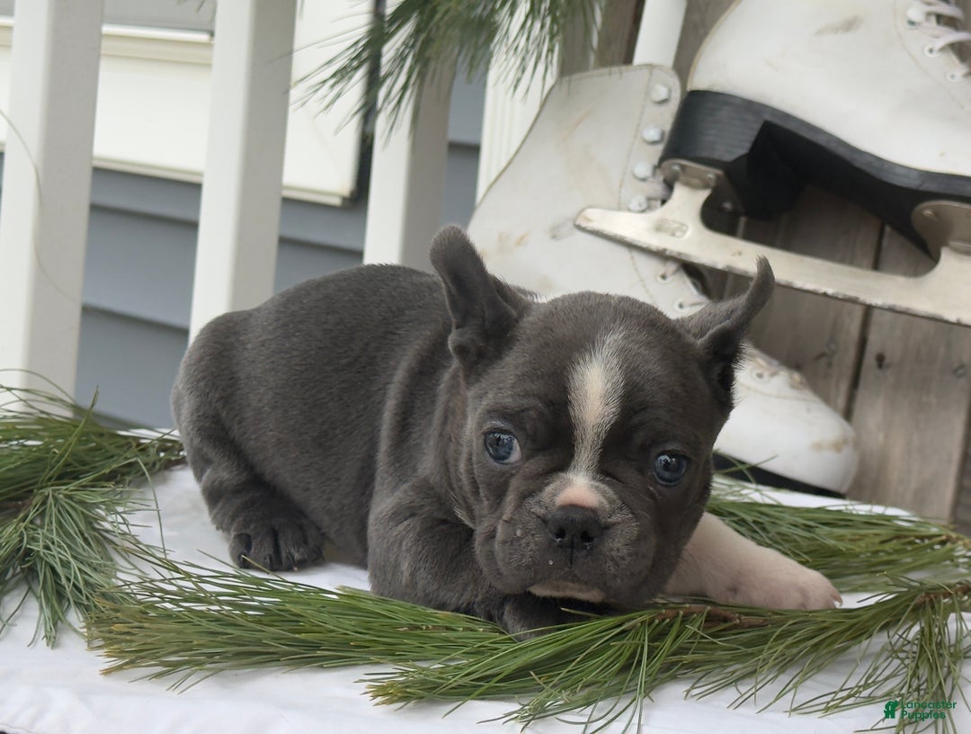Frenchton dogs for sale: Whitney - Ad 5