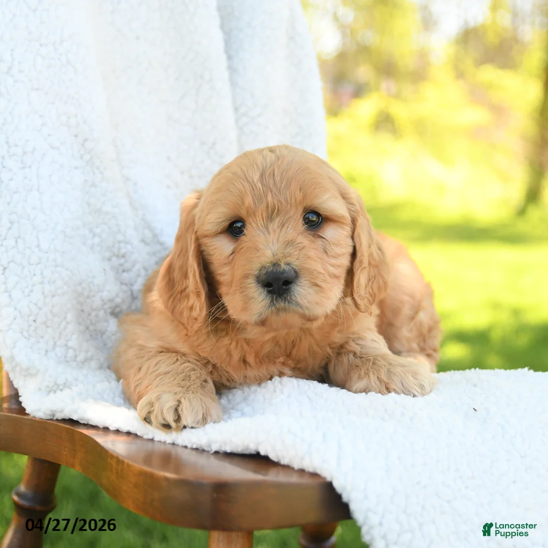 Goldendoodle dogs for sale: Chester - Ad 3