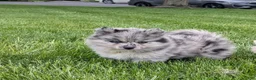 Pomsky dogs for sale: Pomsky Puppy 1 - Ad 9