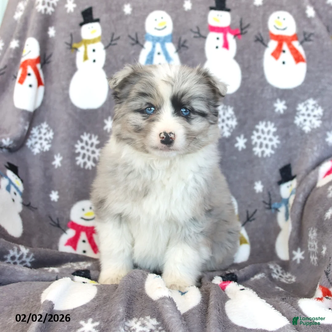 Pomsky dogs for sale: Boomer - Ad 1