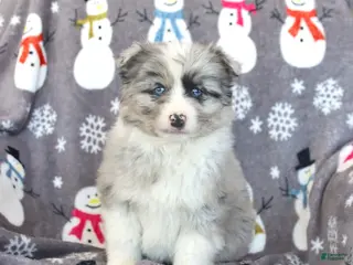 Pomsky dogs Boomer - Ad 2