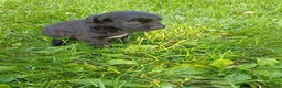 Mini Aussiedoodle dogs for sale: Allie  - Ad 4