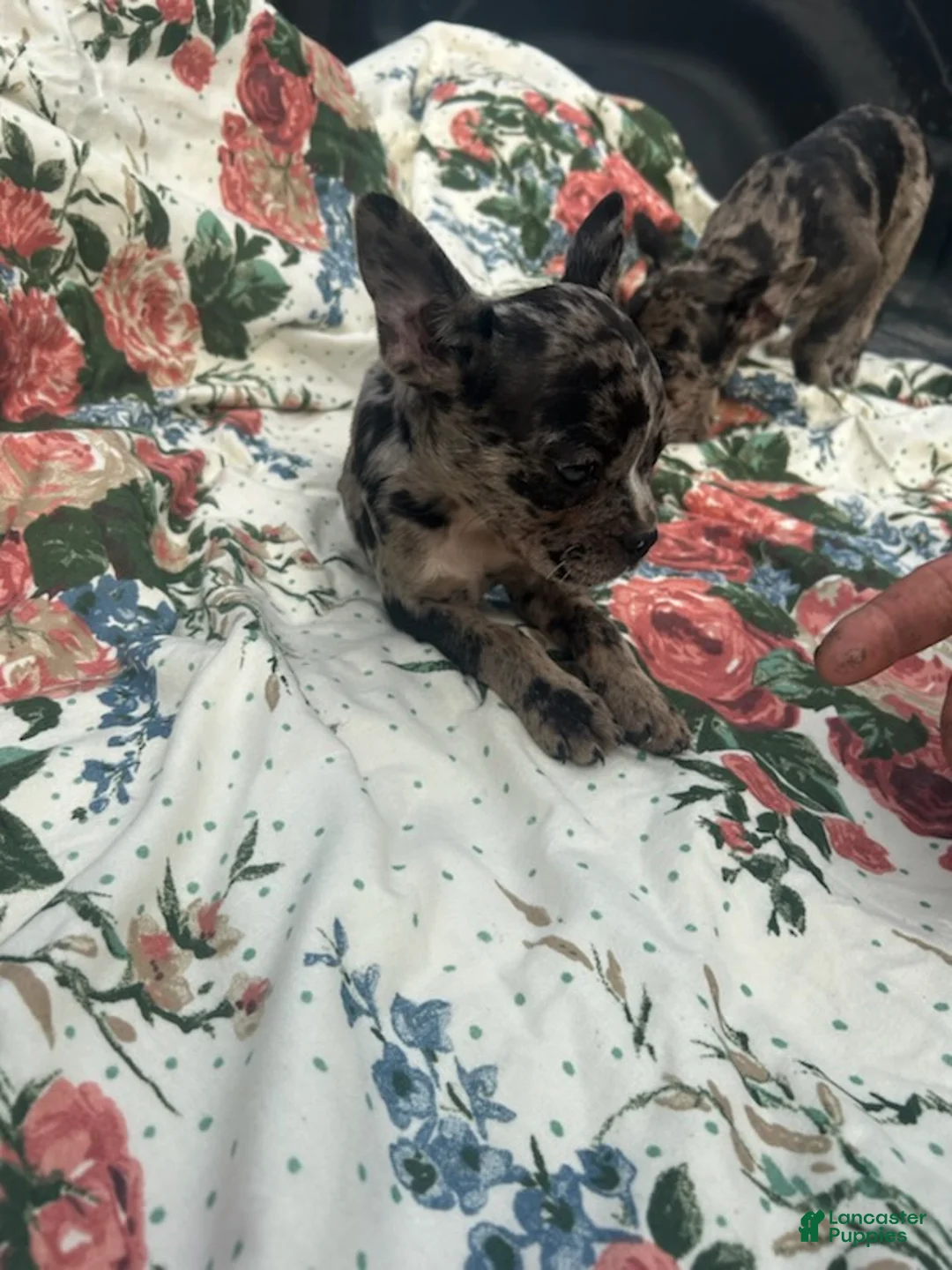 French Bulldog dogs for sale: Melvin - Ad 2
