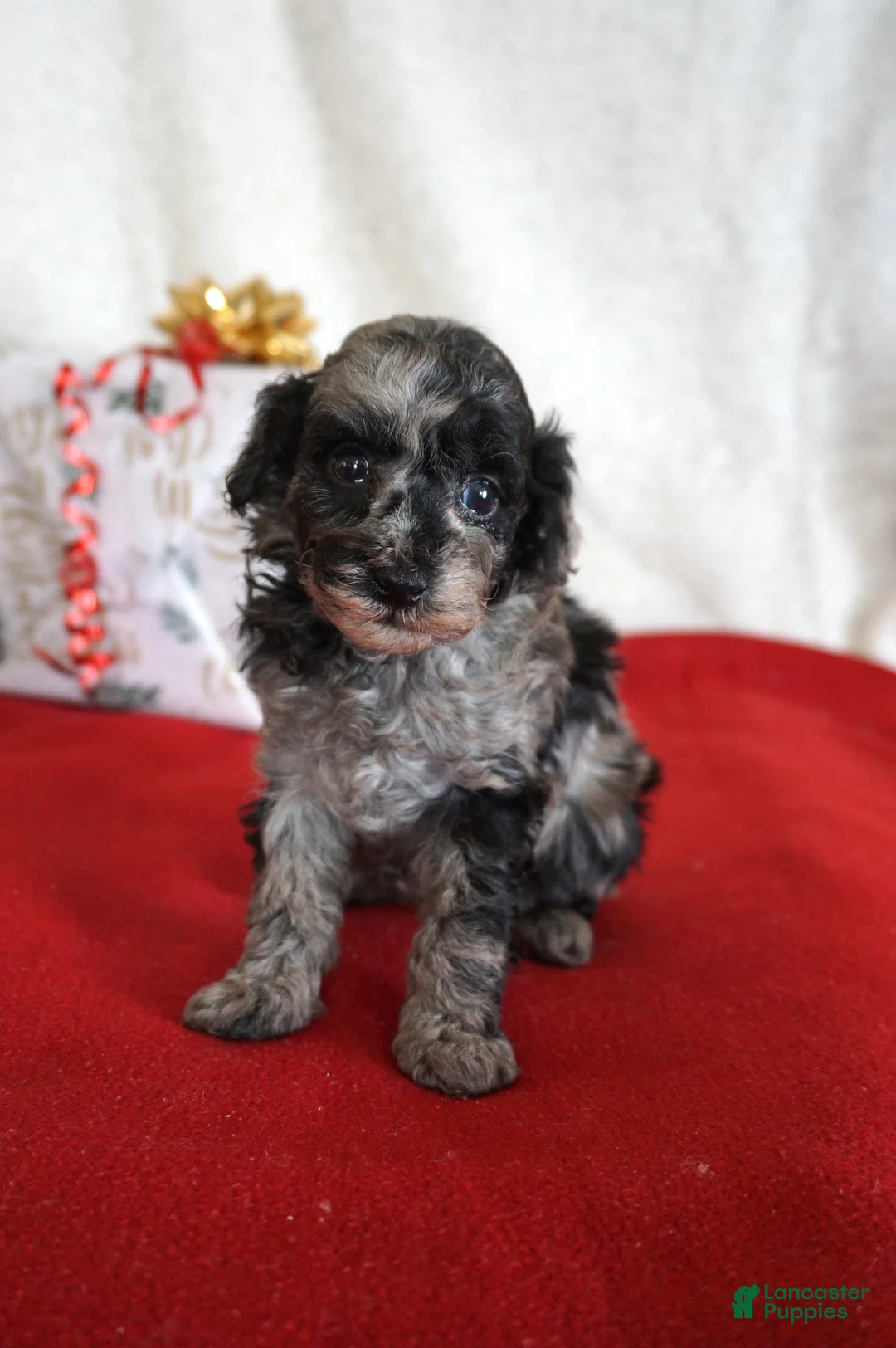 Toy Poodle dogs for sale: Lilly - Ad 13