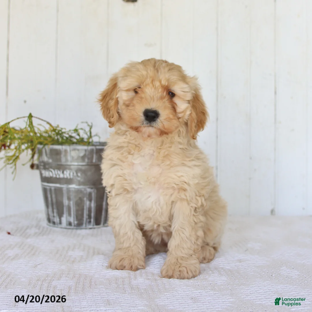 Cockapoo dogs for sale: Anna - Ad 2