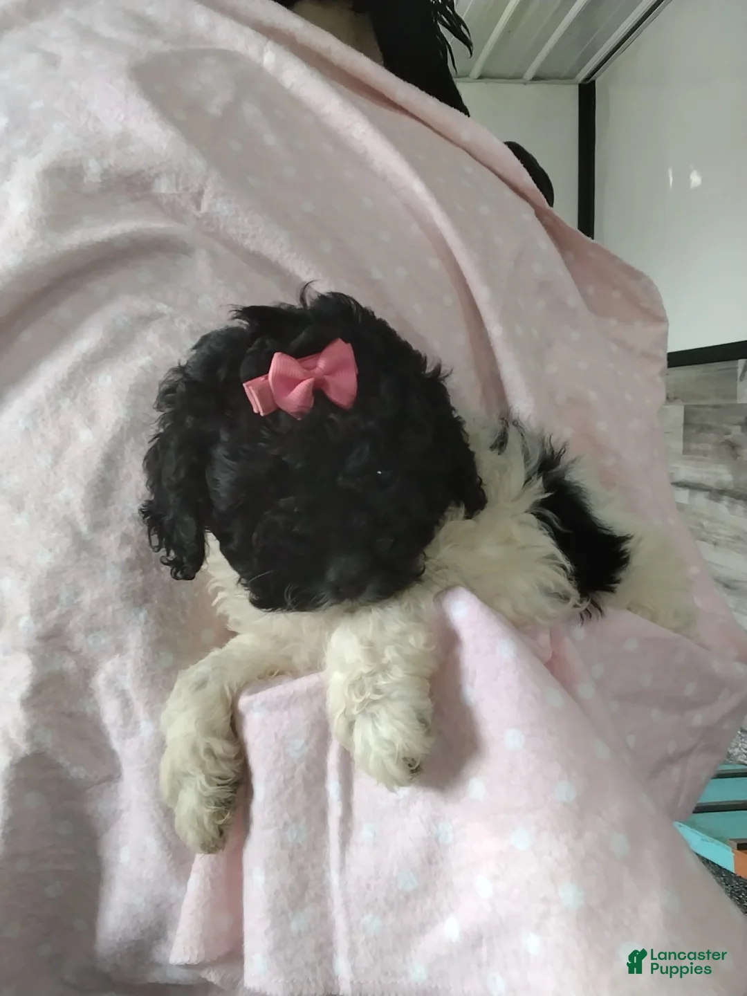 Cockapoo dogs for sale: Galaxy - Ad 3