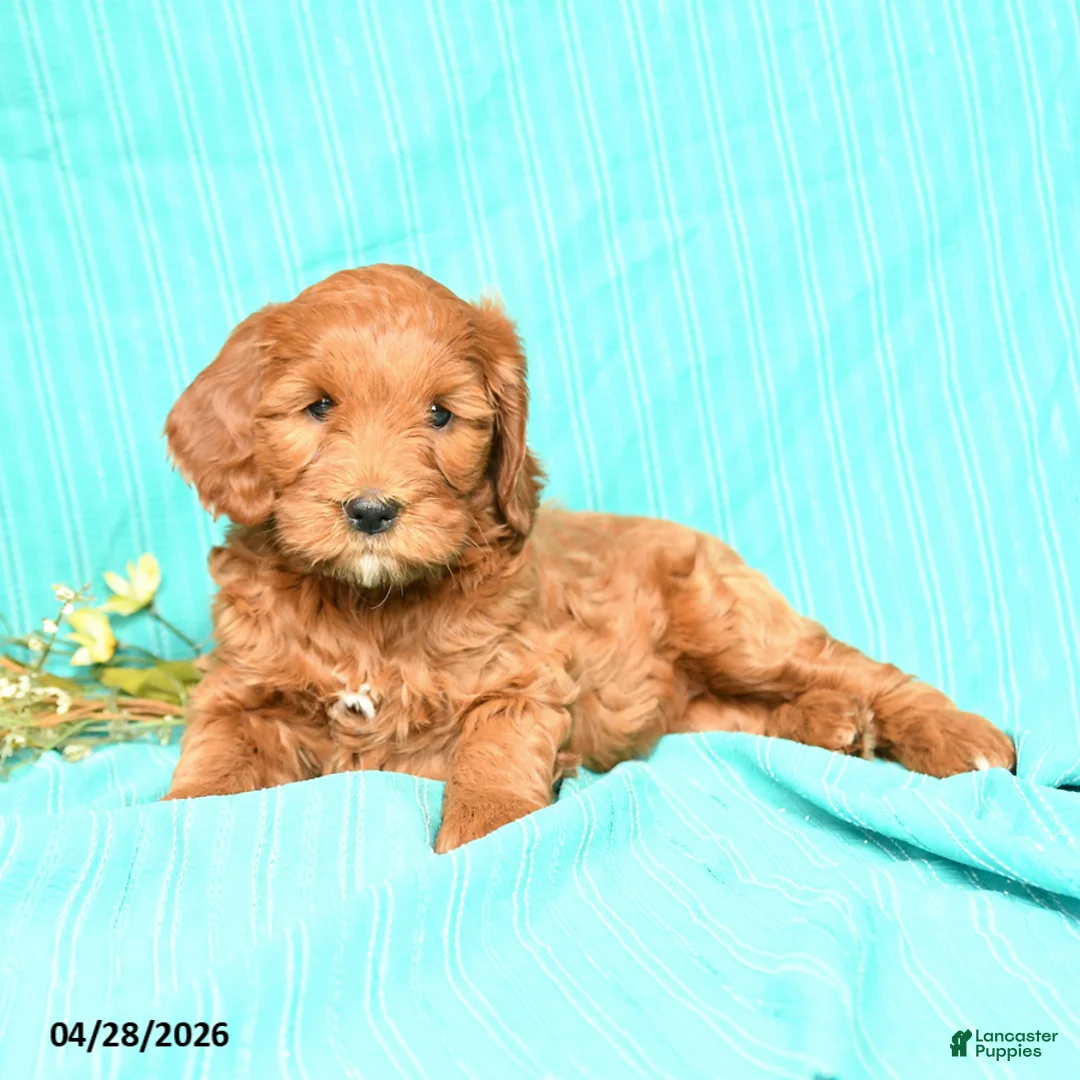 Goldendoodle dogs for sale: Ruby - Ad 2