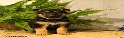 German Shepherd dogs for sale: Vicky - Ad 3