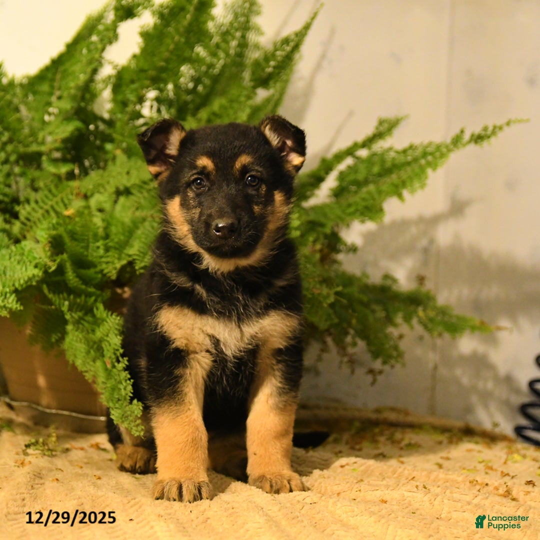 German Shepherd dogs for sale: Vicky - Ad 3