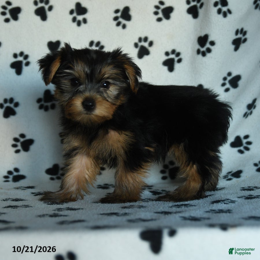 Yorkshire Terrier dogs Griffin - Ad 2