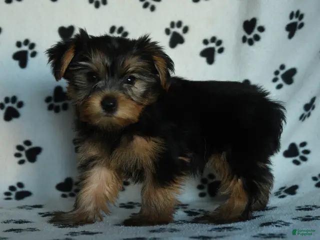Yorkshire Terrier dogs Griffin - Ad 2