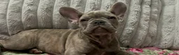 French Bulldog dogs for sale: Charlotte - Ad 19
