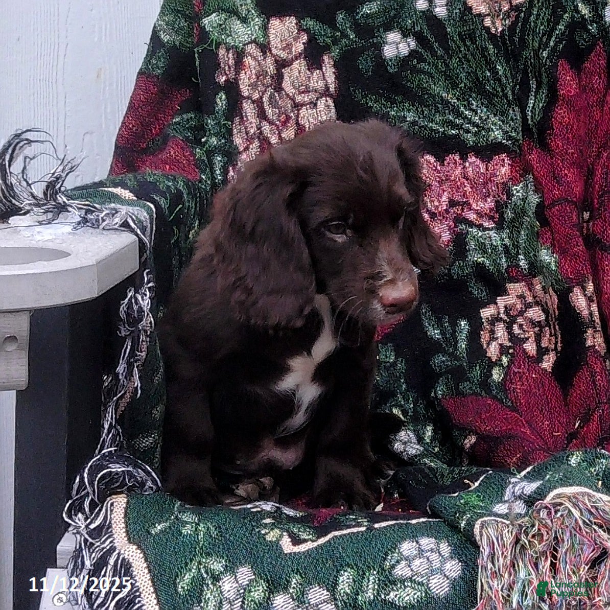 English Cocker Spaniel dogs Dallas - Ad 1