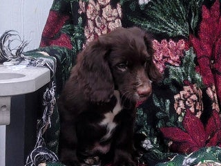 English Cocker Spaniel dogs - Ad 16