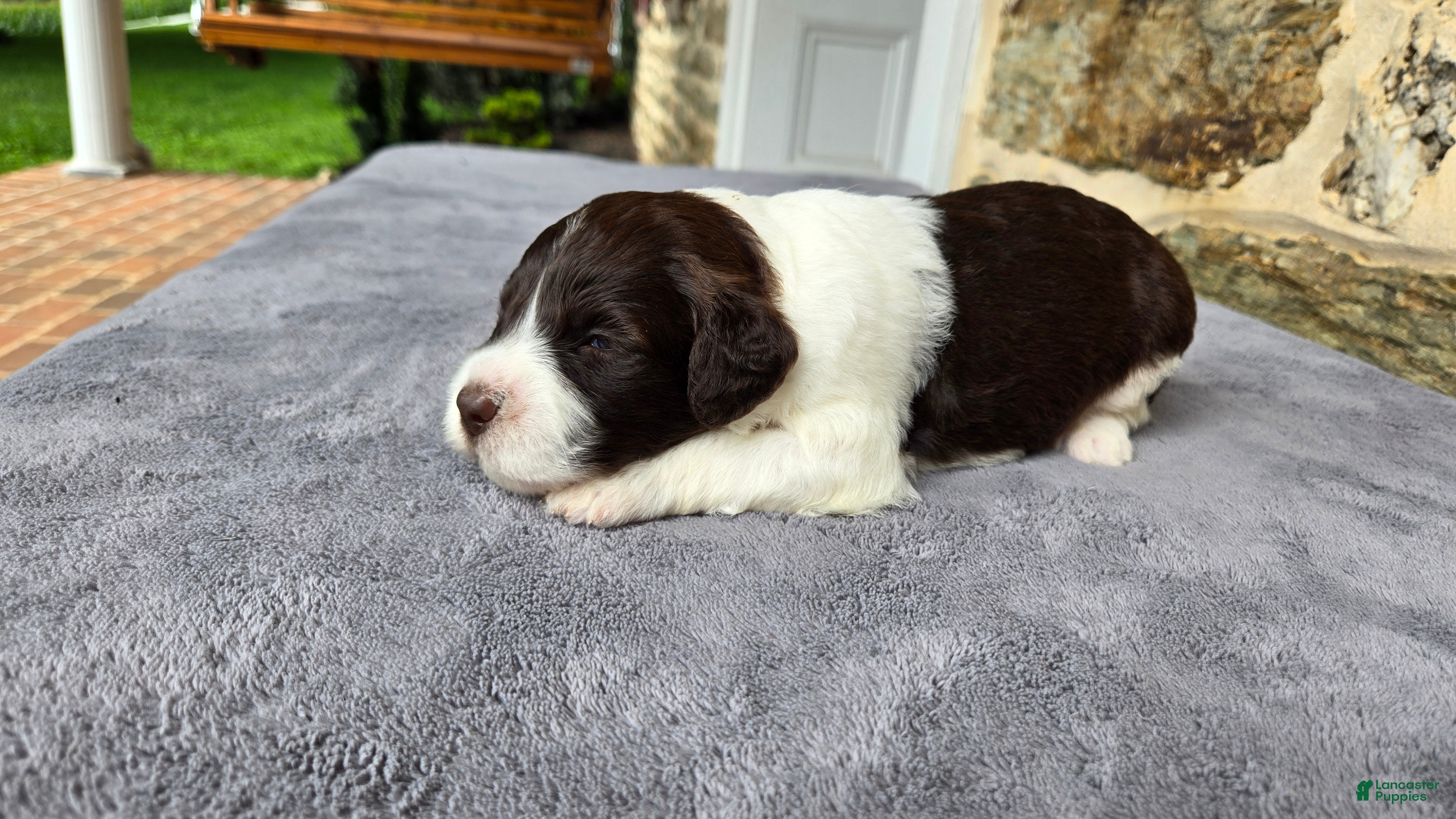 Portuguese Water Dog dogs Ruth - Ad 2