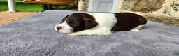 Portuguese Water Dog dogs for sale: Ruth - Ad 2