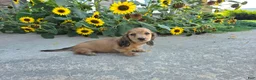 Miniature Dachshund dogs for sale: Heidi - Ad 8