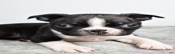 Boston Terrier dogs for sale: Jackson - Ad 9
