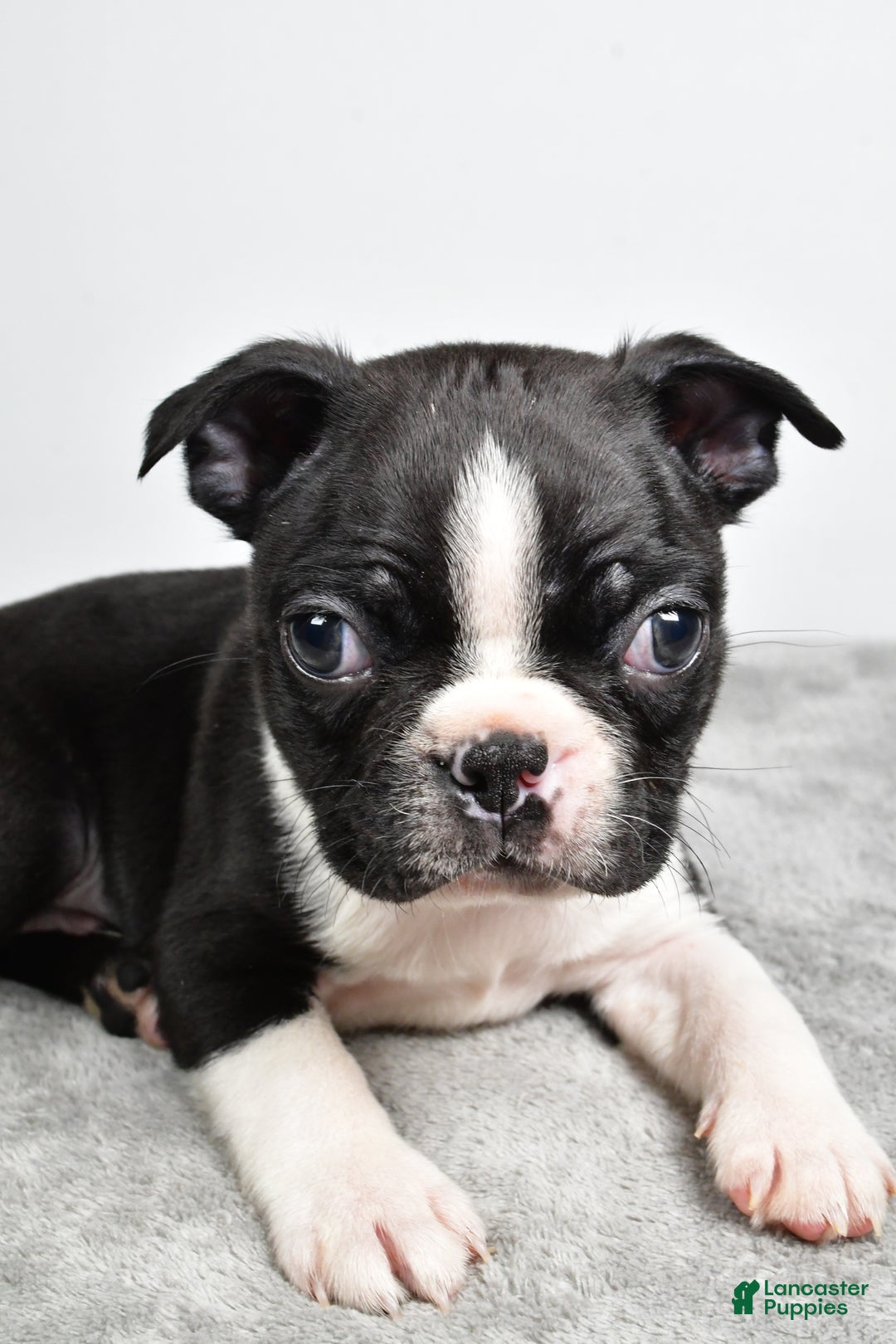 Boston Terrier dogs for sale: Jackson - Ad 9