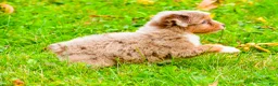 Mini Aussiedoodle dogs for sale: Layne - Ad 4