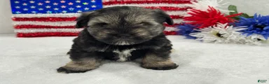 Piper Male 1