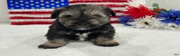 Miniature Schnauzer dogs for sale: Piper Male 1 - Ad 1