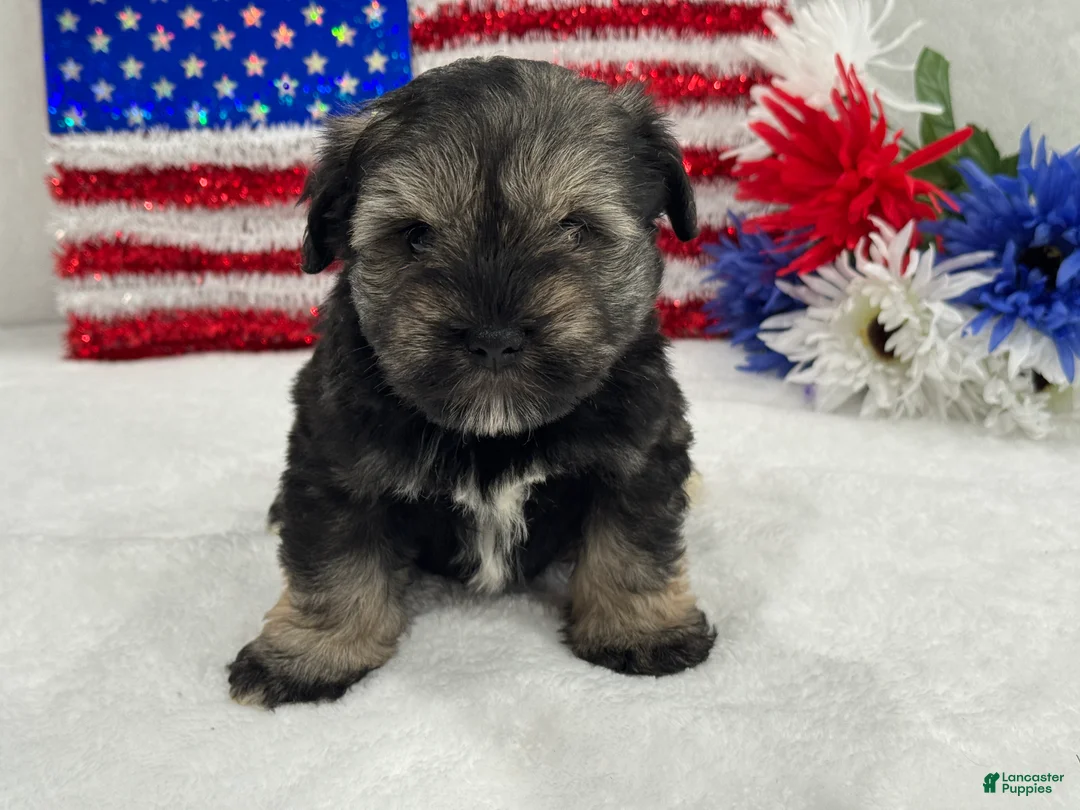 Miniature Schnauzer dogs for sale: Piper Male 1 - Ad 1
