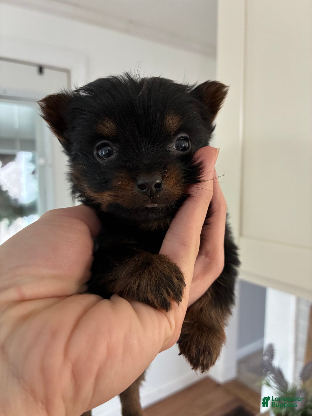 Yorkshire Terrier dogs for sale: Sky - Ad 8