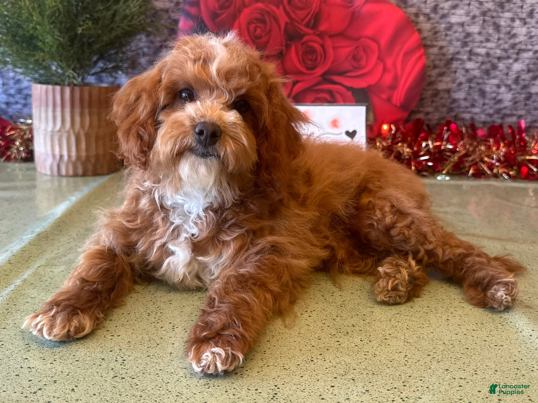 Cavapoo dogs Nate - Ad 3