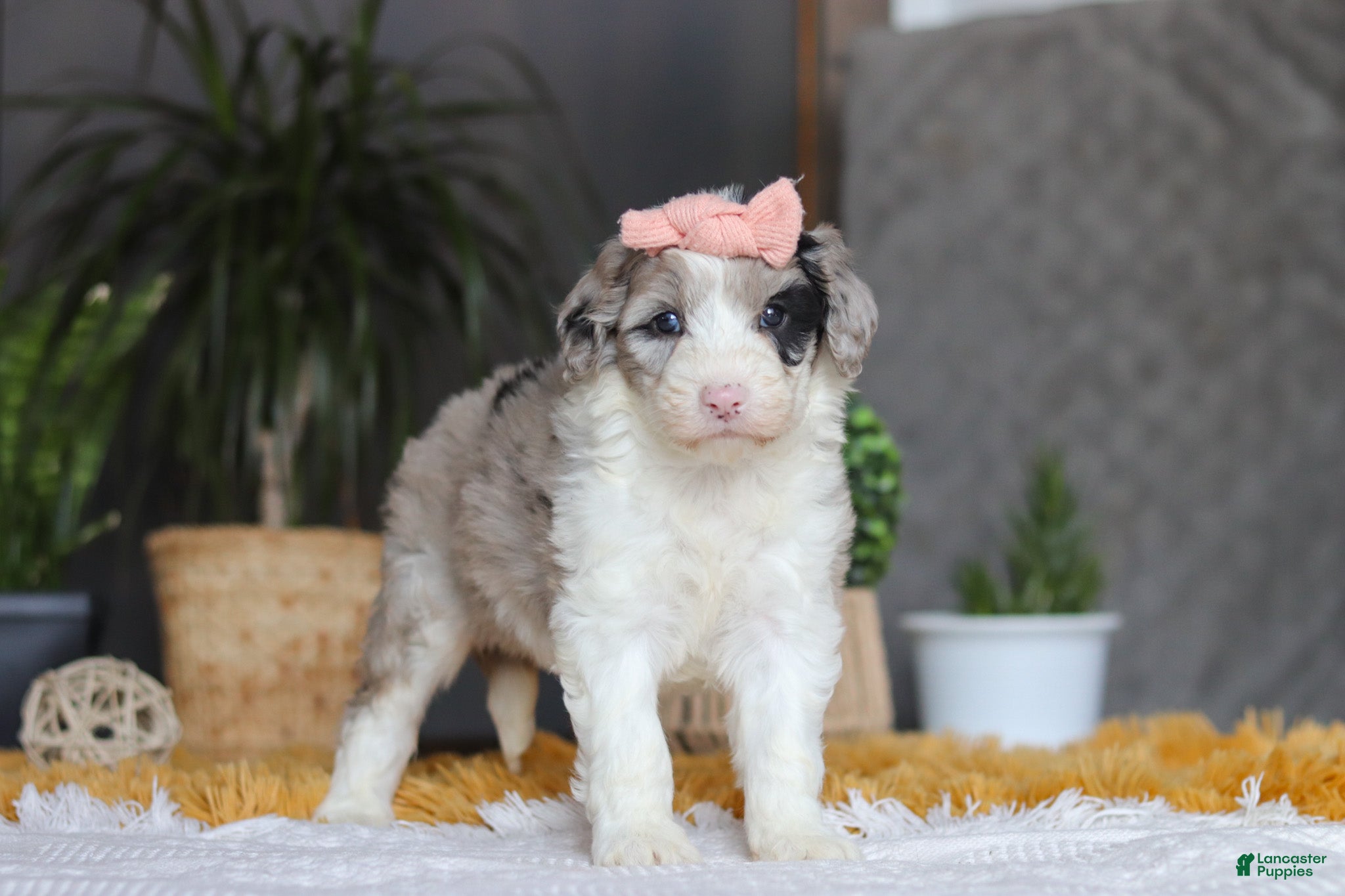 Sheepadoodle dogs Bonnie - Ad 1
