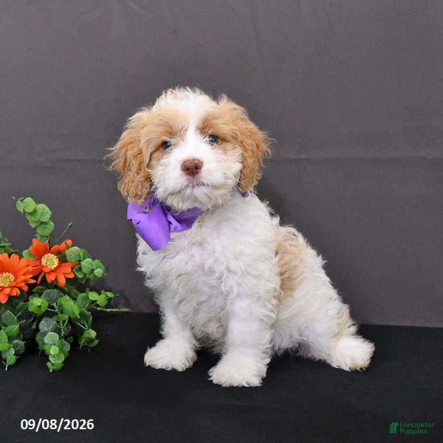 Cavapoo dogs Orchid - Ad 1
