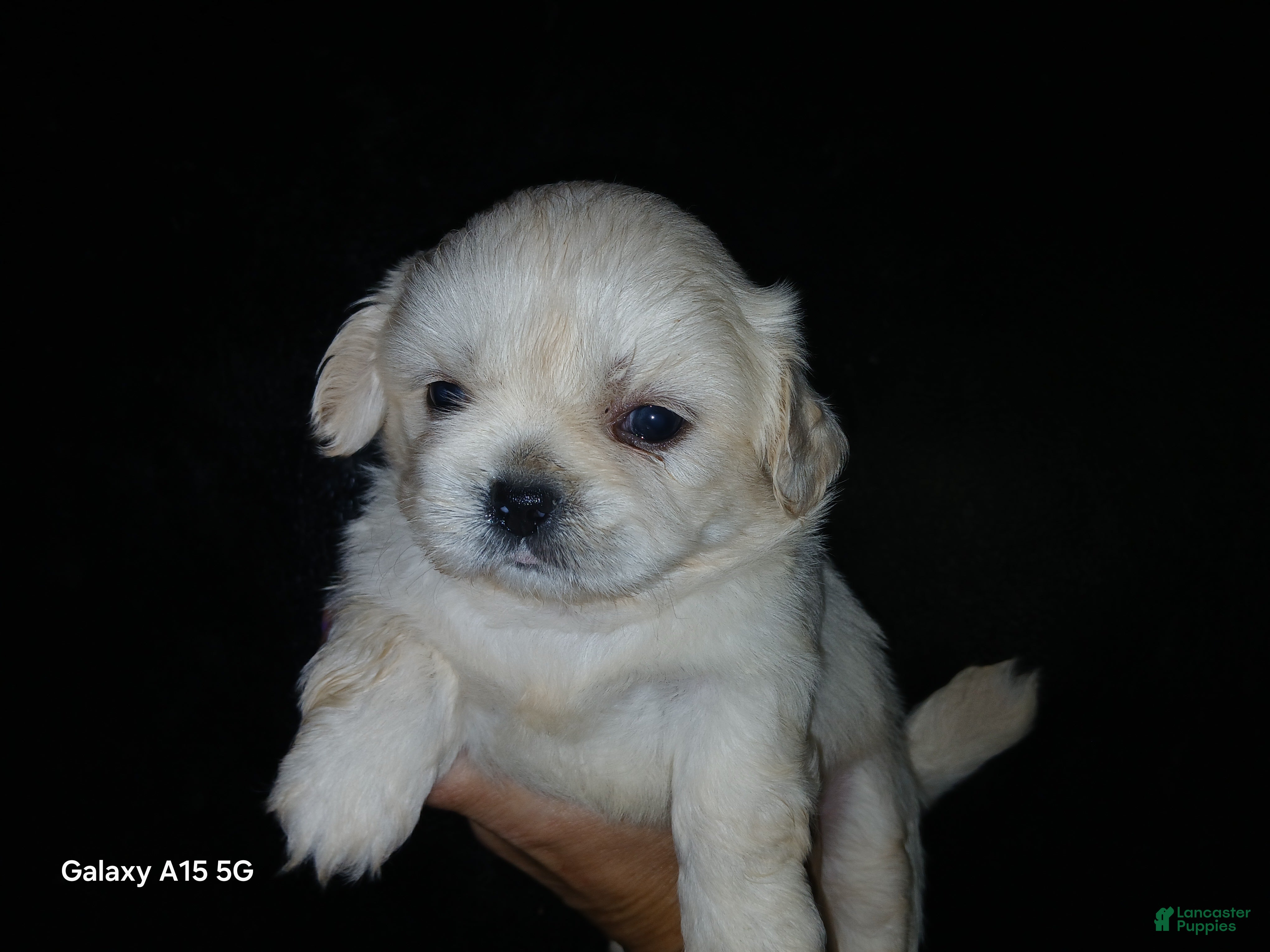 Shih Tzu dogs Shih Tzu 3 - Ad 40