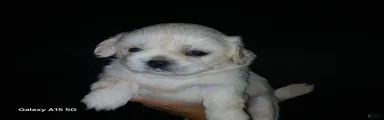 Shih Tzu 3