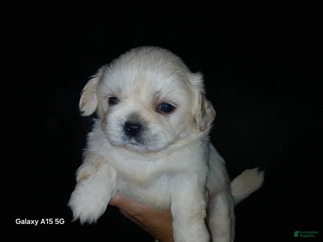 Shih Tzu dogs for sale: Shih Tzu 3 - Ad 1