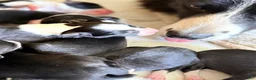 Border Collie dogs for sale: Border Collie 5 - Ad 1