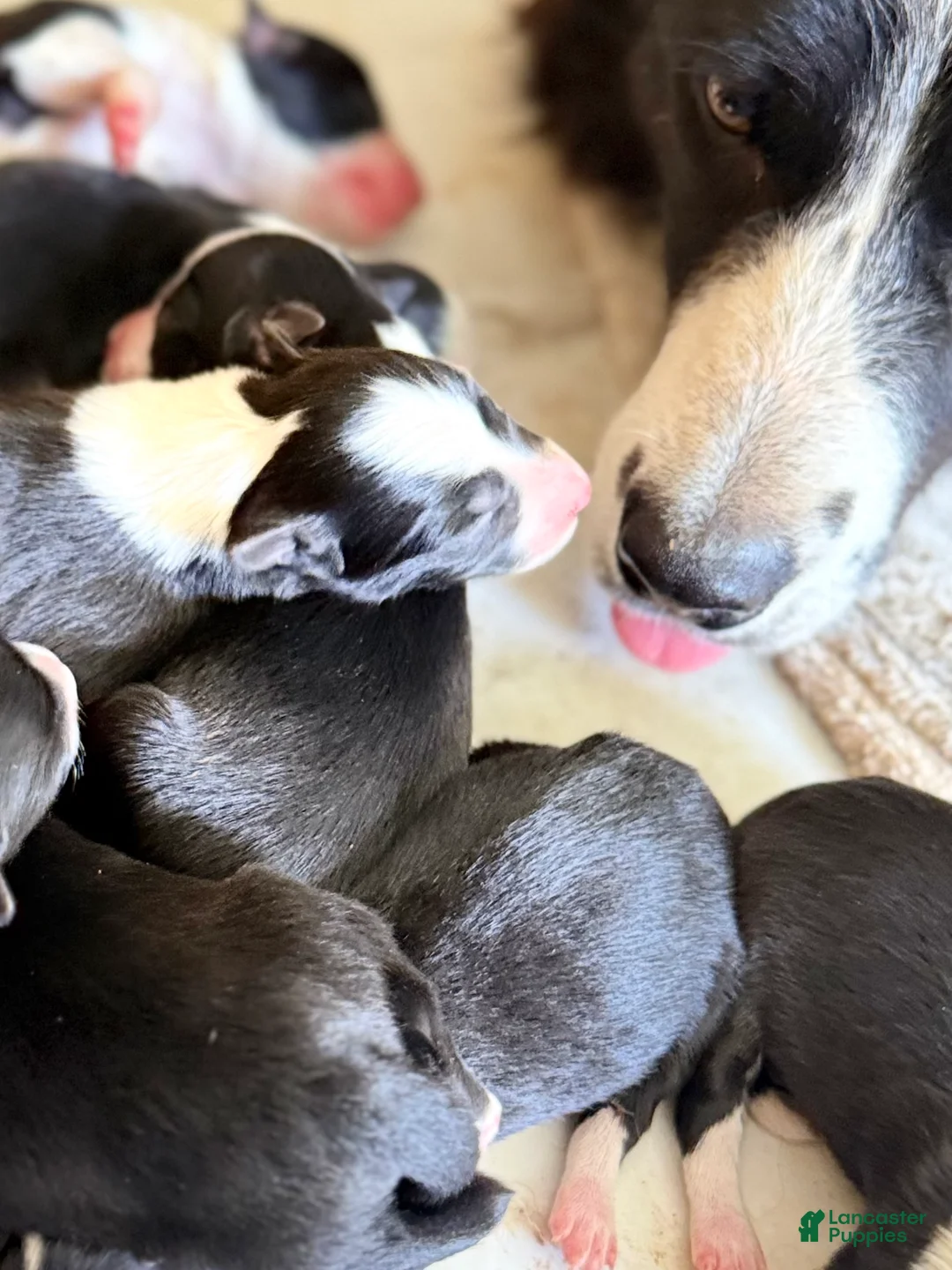 Border Collie dogs for sale: Border Collie 5 - Ad 1