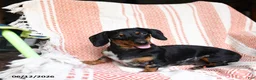 Miniature Dachshund dogs for sale: Mischief - Ad 4