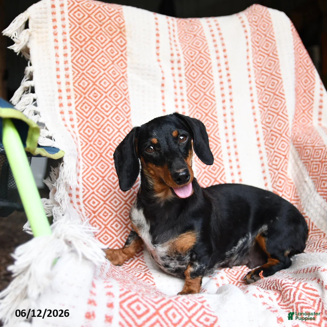 Miniature Dachshund dogs for sale: Mischief - Ad 4
