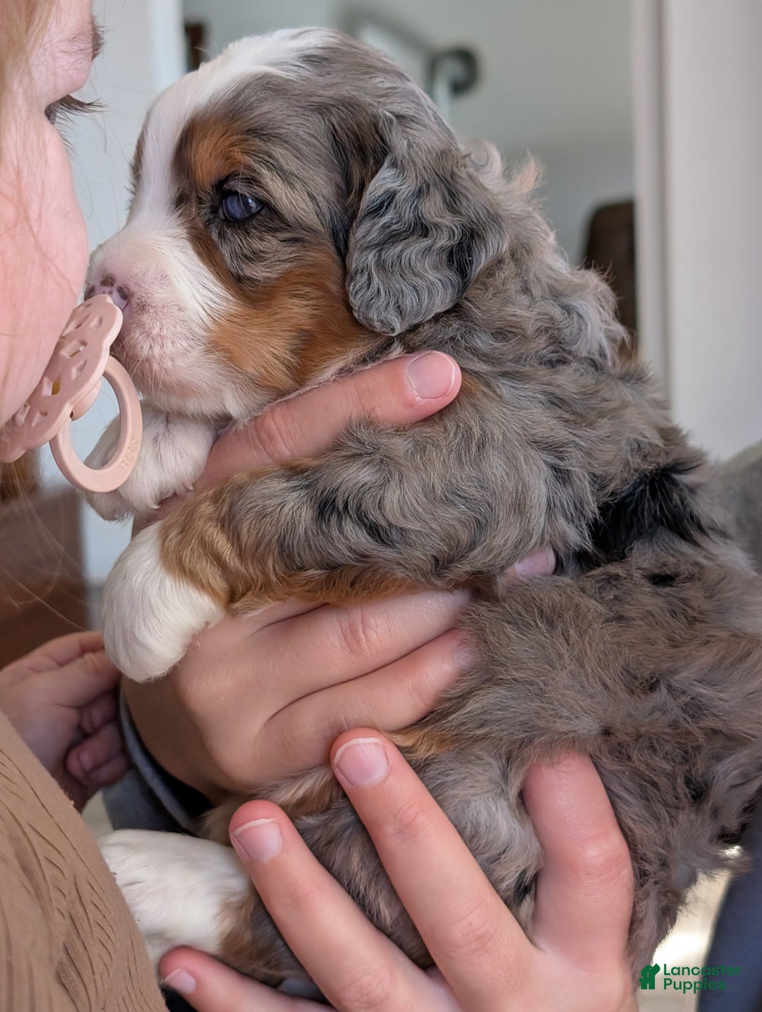 Mini Bernedoodle dogs for sale: Mini Sadie  - Ad 4