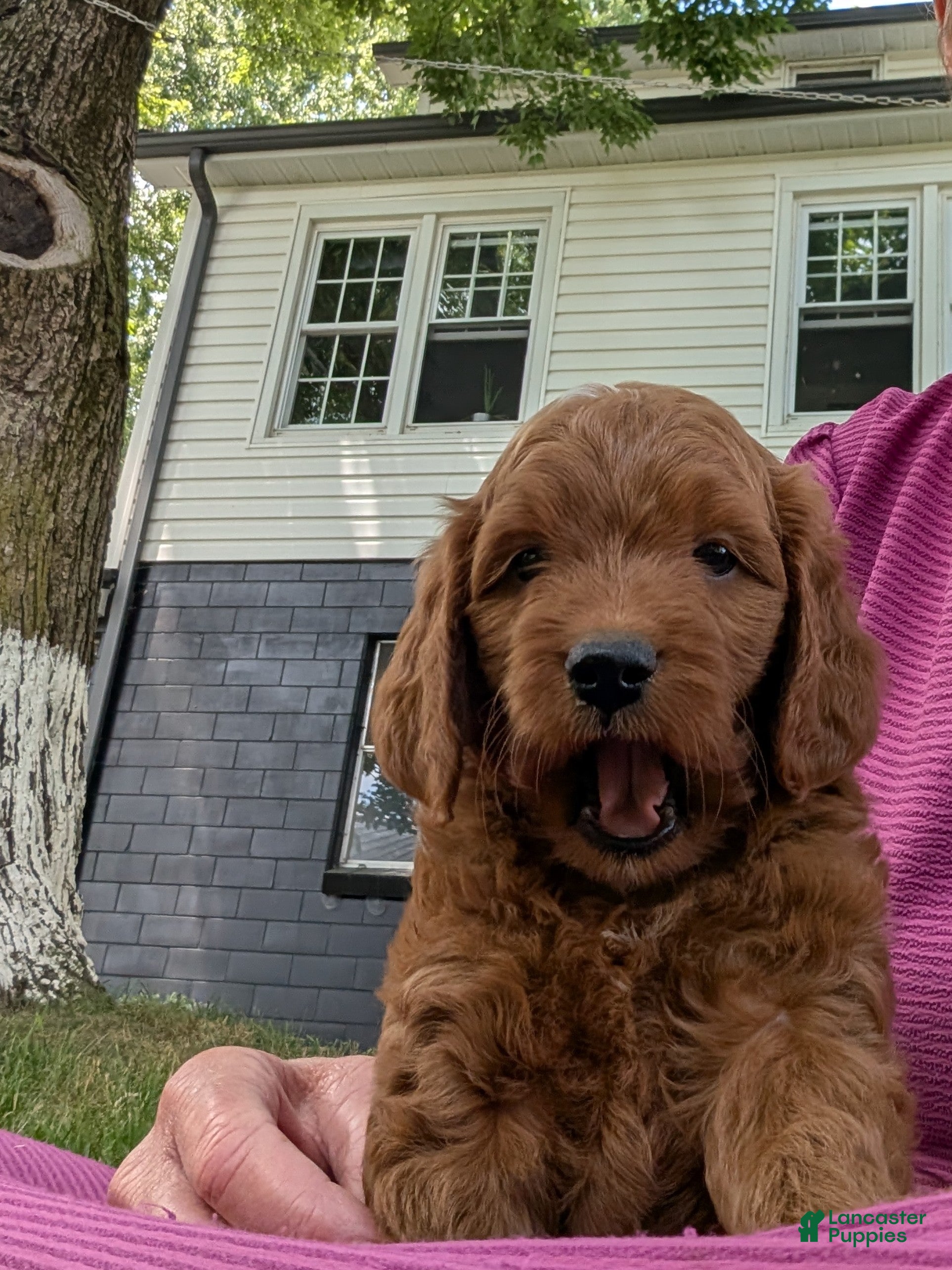 Mini Goldendoodle dogs Mini-Marlo - Ad 2