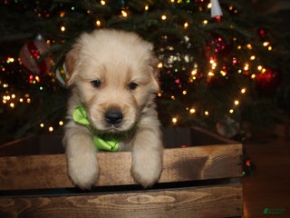 Golden Retriever dogs Golden Retriever Puppy light green - Ad 21