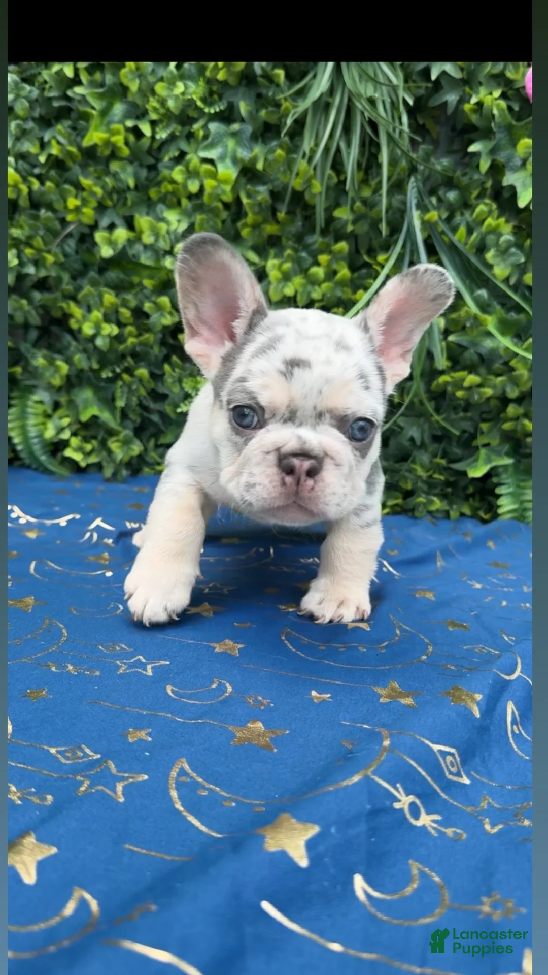 French Bulldog dogs for sale: Merle Boy #2 - Ad 4