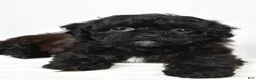 Shihpoo dogs for sale: Willow toy - Ad 4