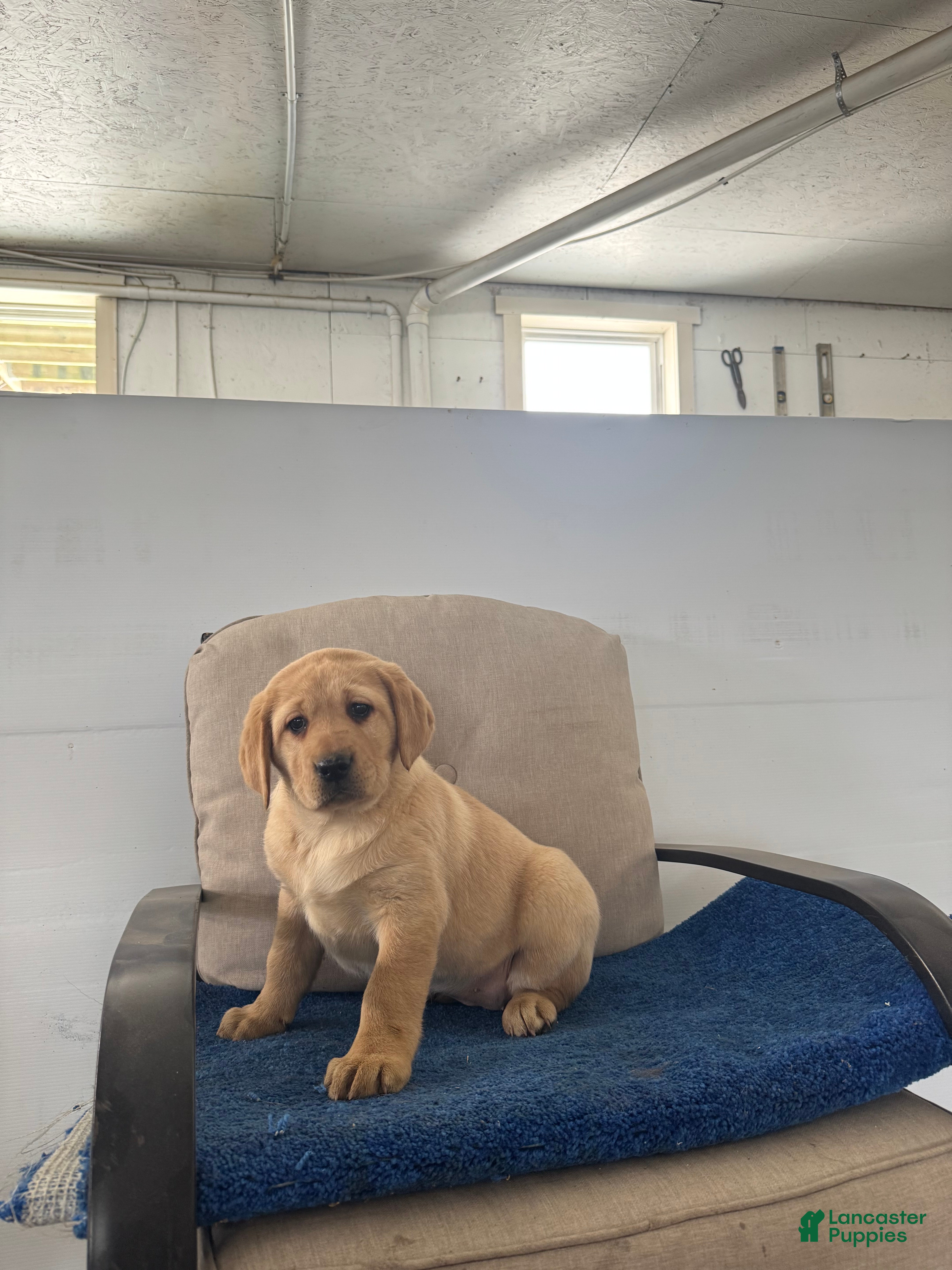 Labrador Retriever dogs Penny🐾❤️AKC Hip CERT English Lab❤️Call 717-663-8617 - Ad 16